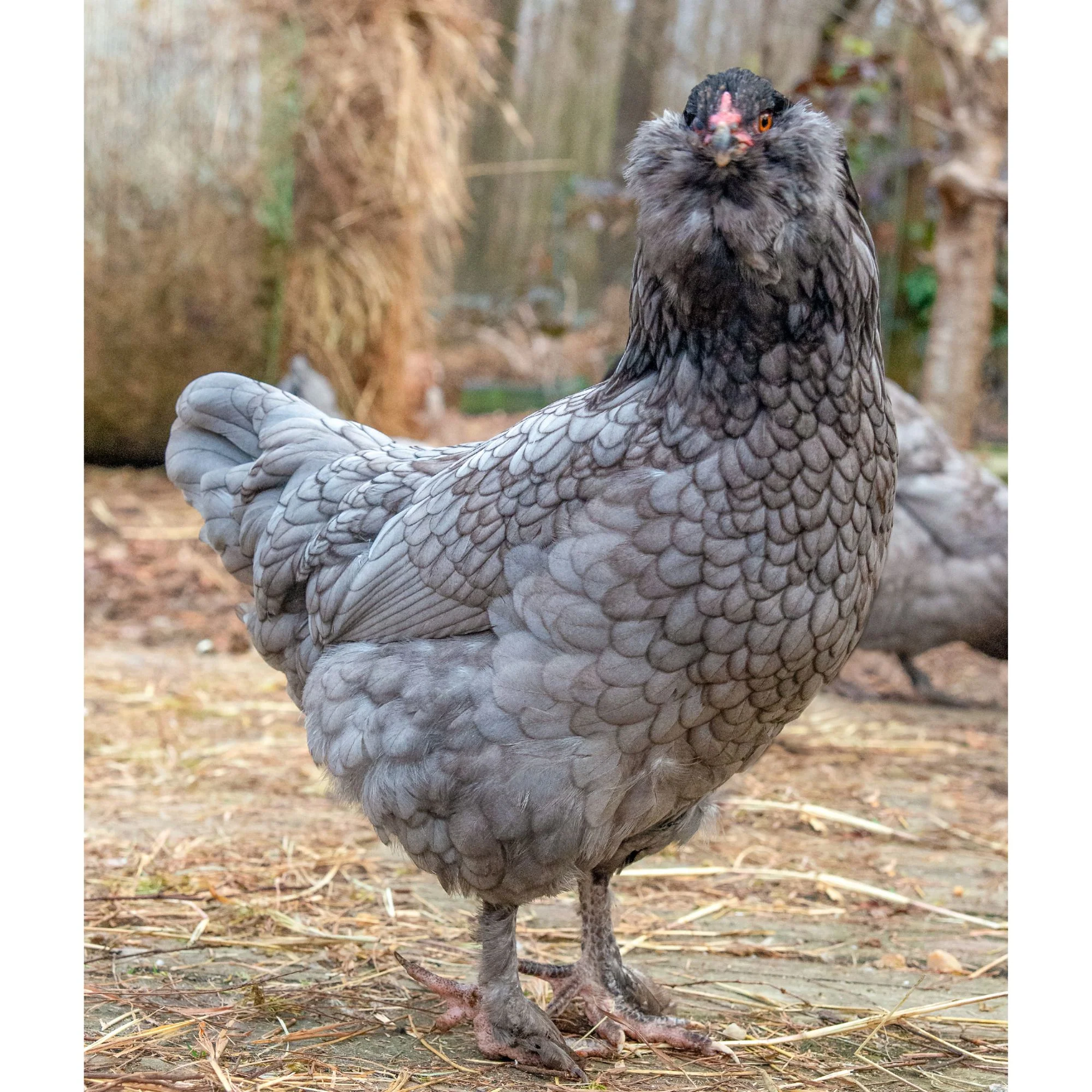 Pullet: Blue/Black Favaucana, Shipping Week of - Buy Pet Shop