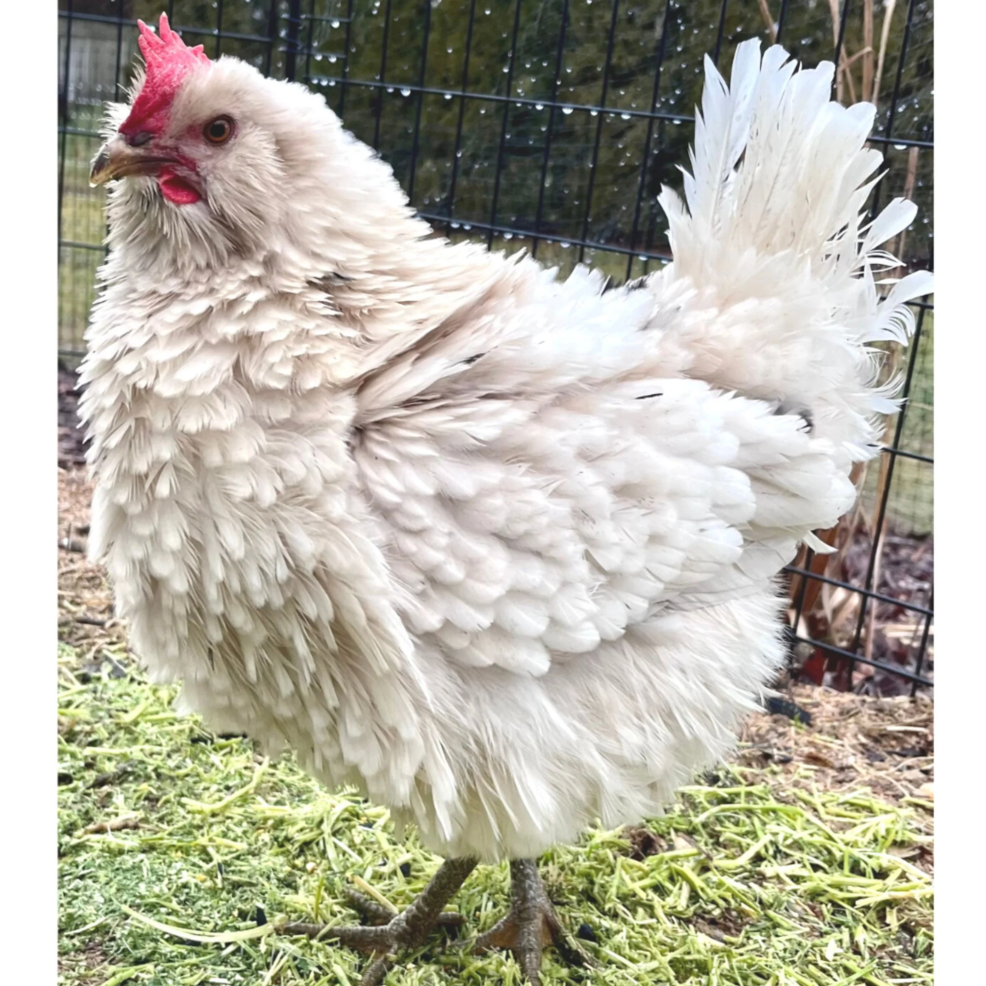 Pullet: Frizzle Bountiful Blue Egg Layer, Shipping Week of - Buy Pet Shop