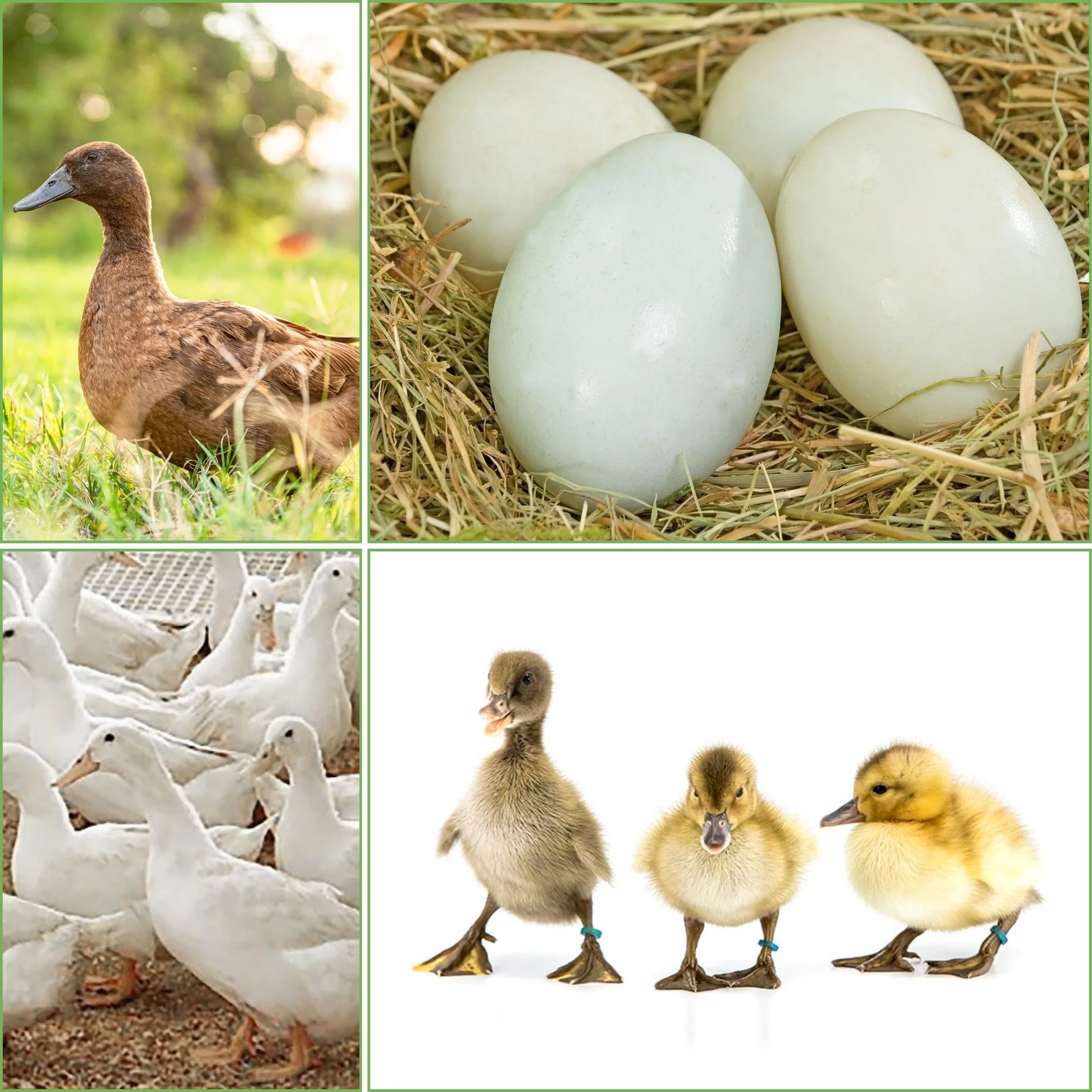 Ducklings: Mystery Duckling from Our Egg Layer Assortment - Buy Pet Shop
