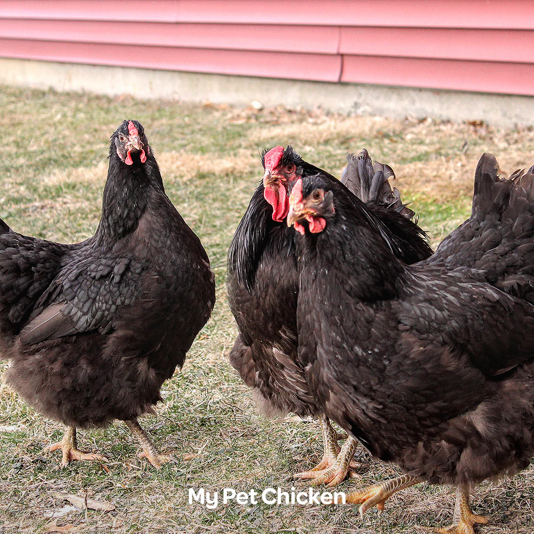 Hatching Eggs: Chocolate Wyandotte, Backyard Bunch Location - Buy Pet Shop