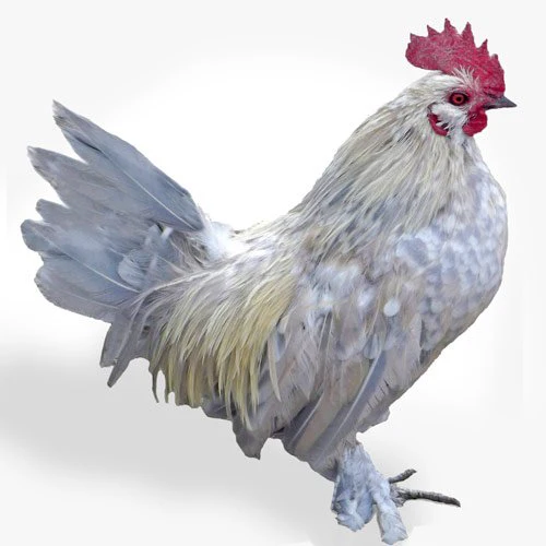Baby Chicks: Porcelain d'Uccle Bantam - Buy Pet Shop
