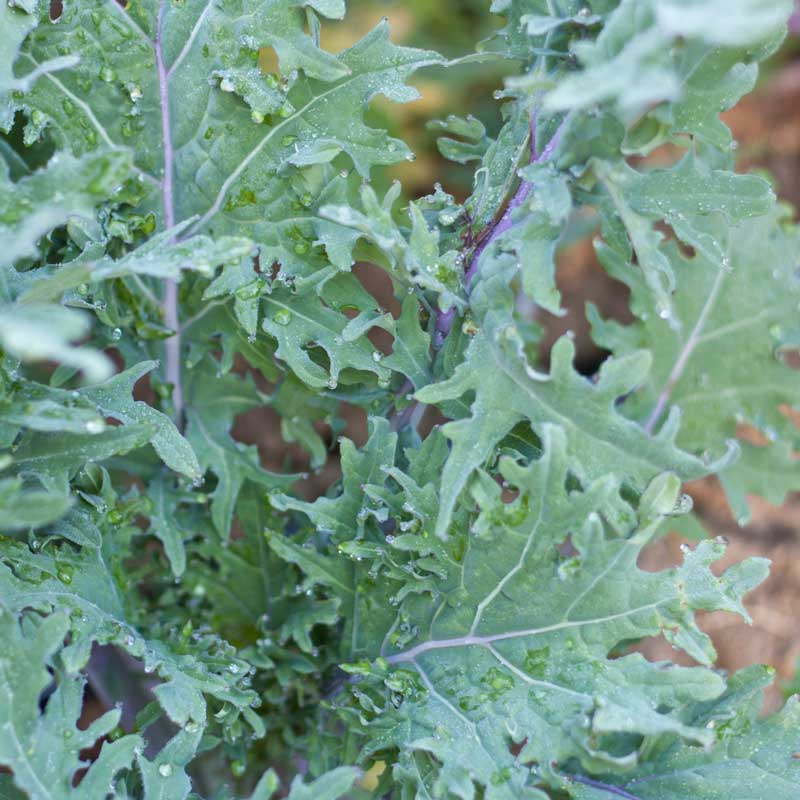 Red Russian Kale Seeds (Organic) - Buy Pet Shop