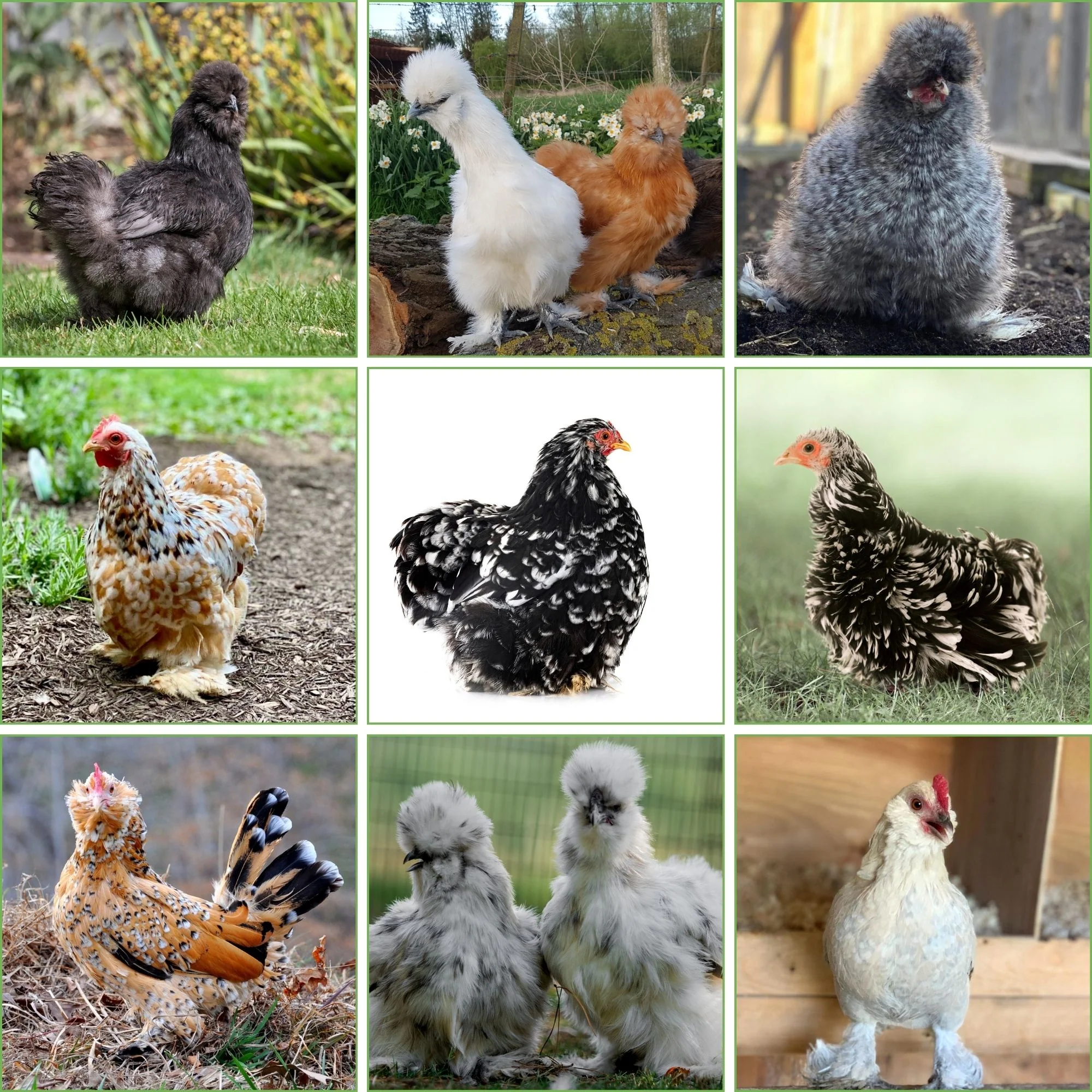 Mystery Chick from Our Feather-Legged Bantam Assortment - Buy Pet Shop