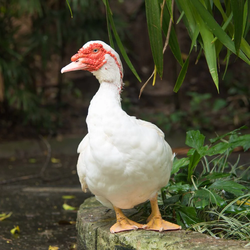 Ducklings: White Muscovy - Buy Pet Shop
