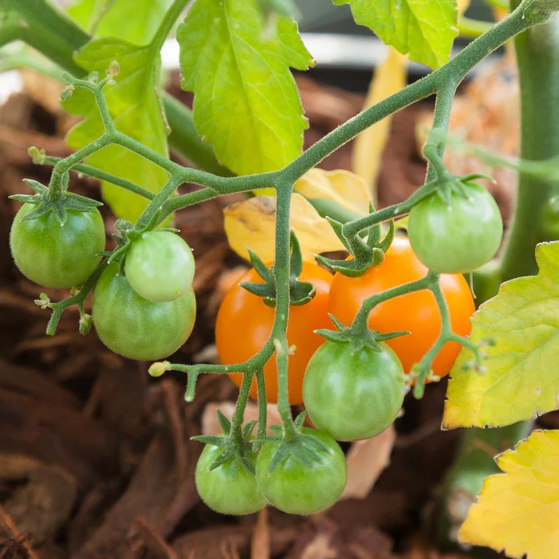 Bi-color Cherry Tomato Seeds (Organic) - Buy Pet Shop