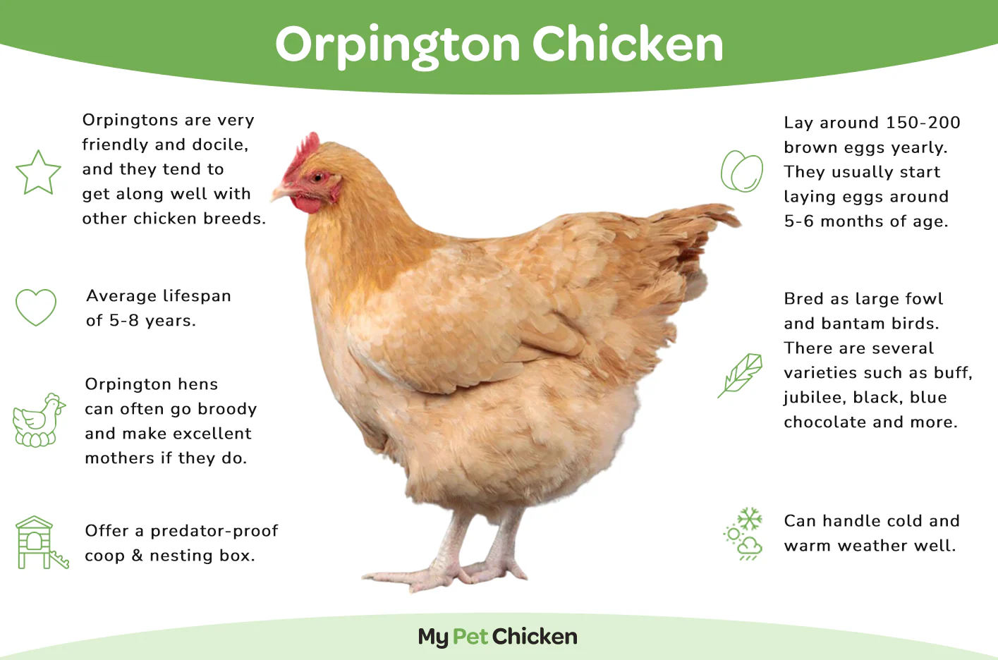 Pullet: Jubilee Orpington - Buy Pet Shop