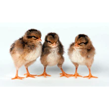 Baby Chicks: Welsummer Bantam - Buy Pet Shop