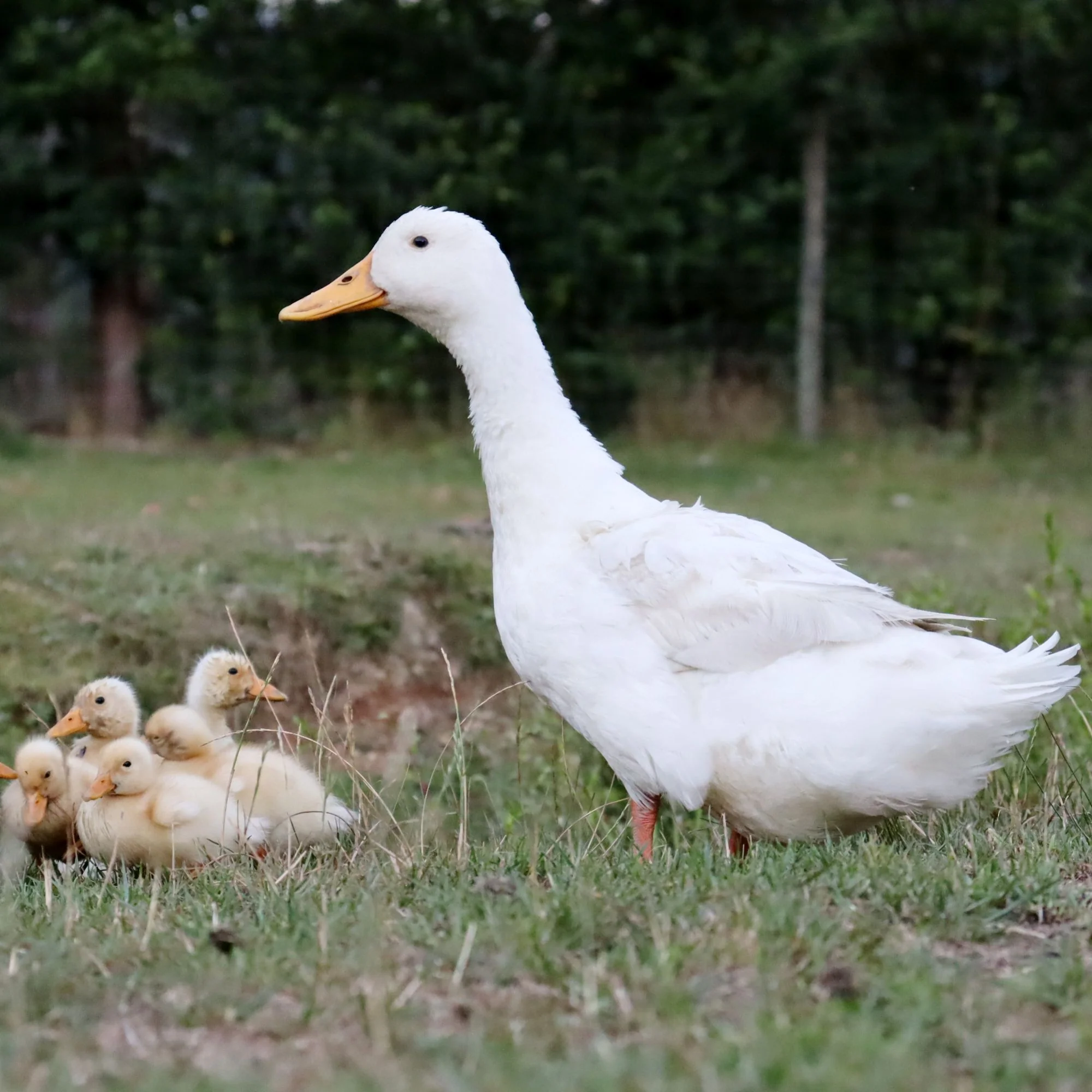 Ducklings: Pekin - Buy Pet Shop