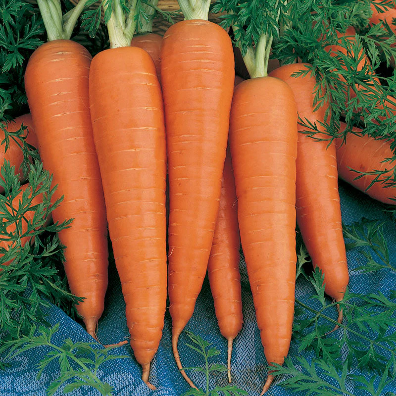 Danvers Carrot Seeds (Organic) - Buy Pet Shop