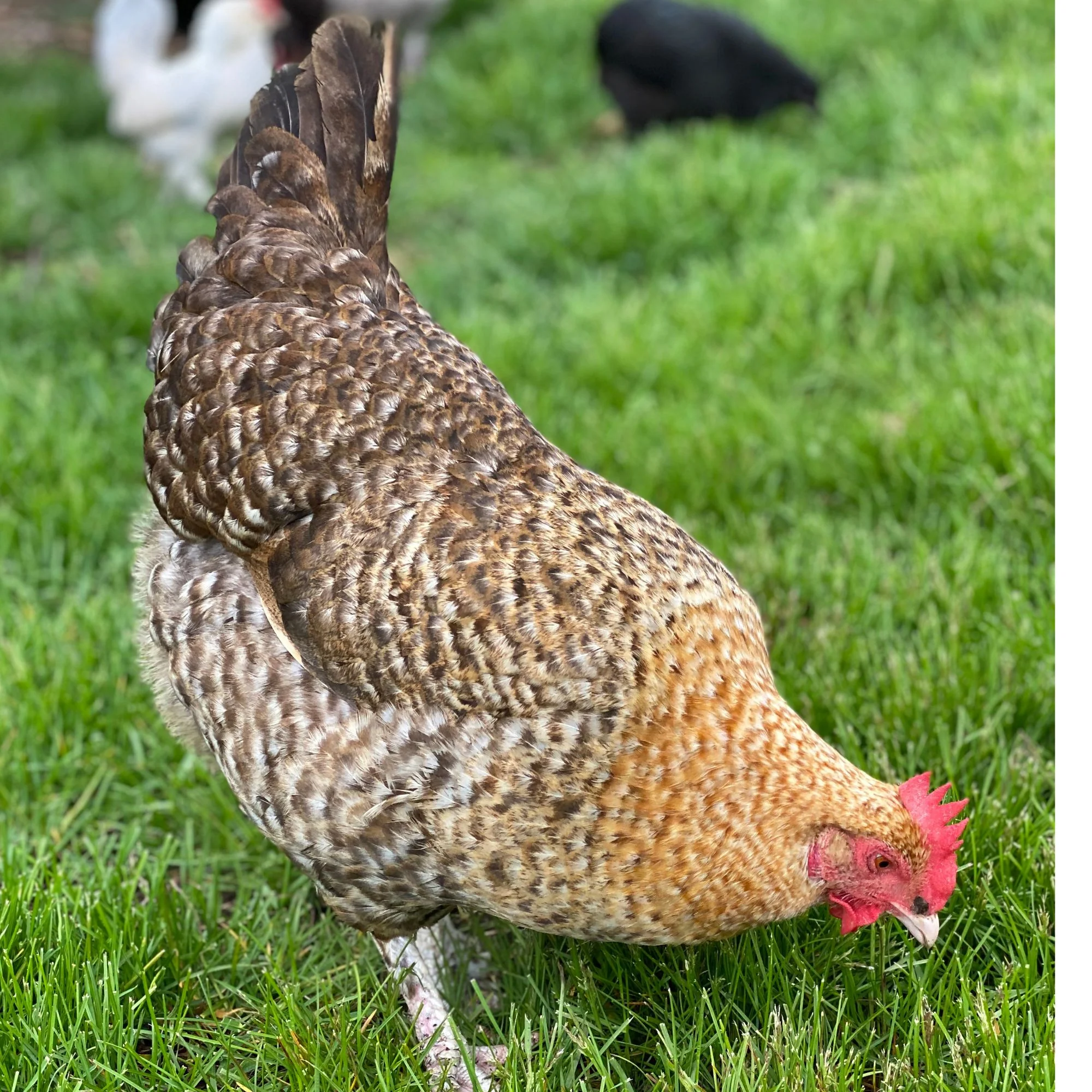 Baby Chicks: Golden Cuckoo Marans - Buy Pet Shop