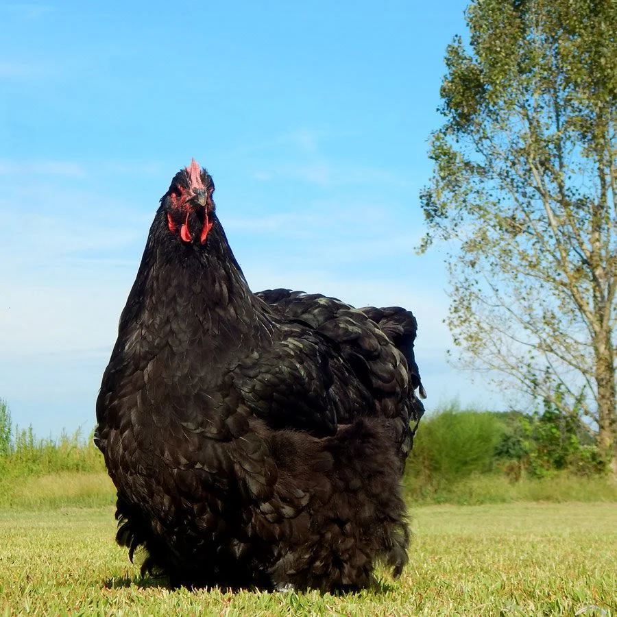 Hatching Eggs: Chickens for Elitists, Hen Haven Location - Buy Pet Shop