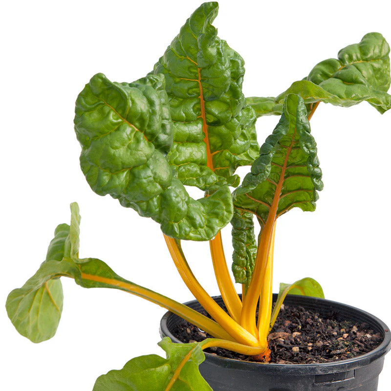Five Color Silverbeet Chard Seeds (Organic) - Buy Pet Shop