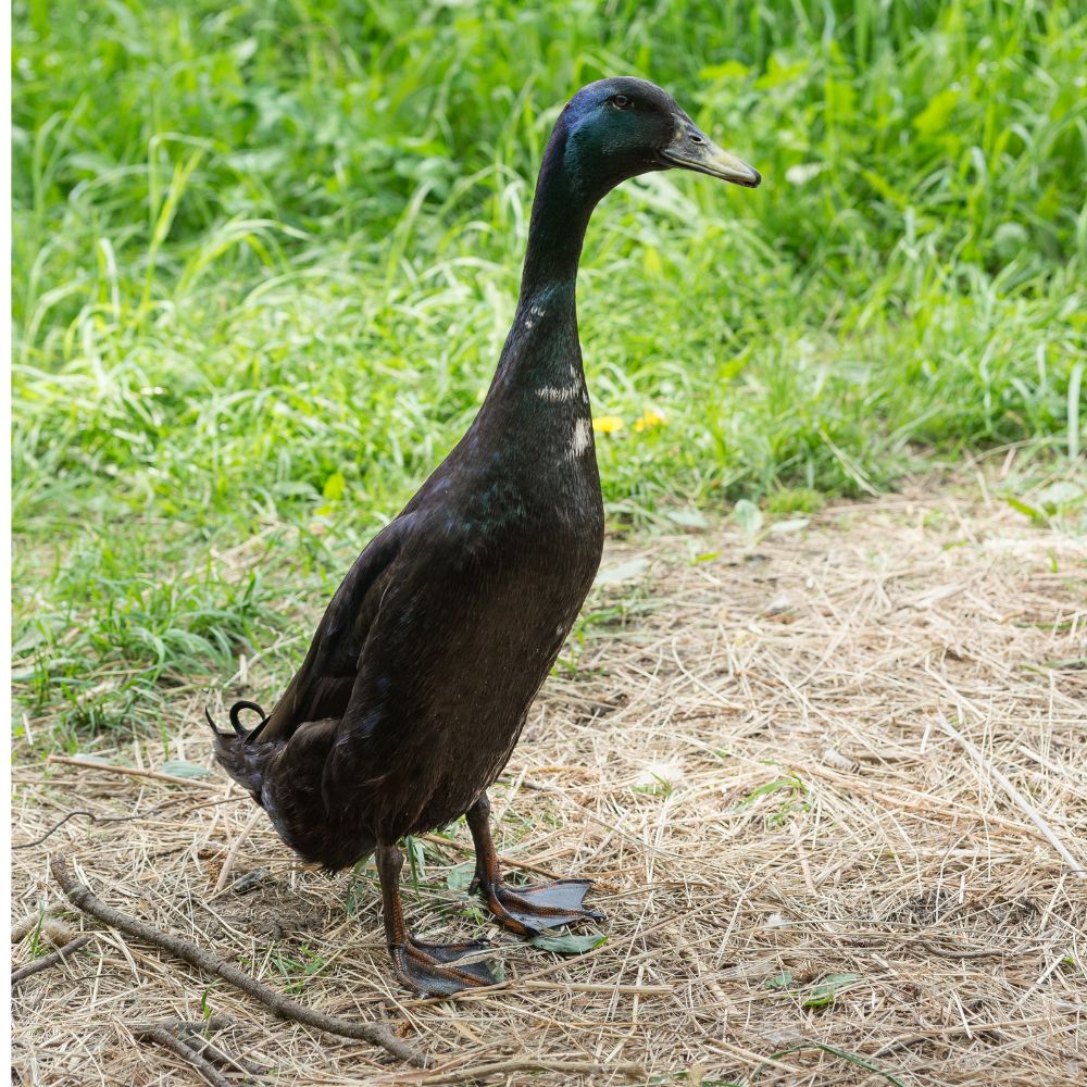 Hatching Eggs: Black Runner Duck - Buy Pet Shop