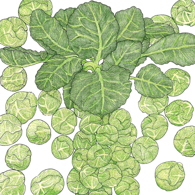 Darkmar 21 Brussels Sprouts Seeds (Organic) - Buy Pet Shop