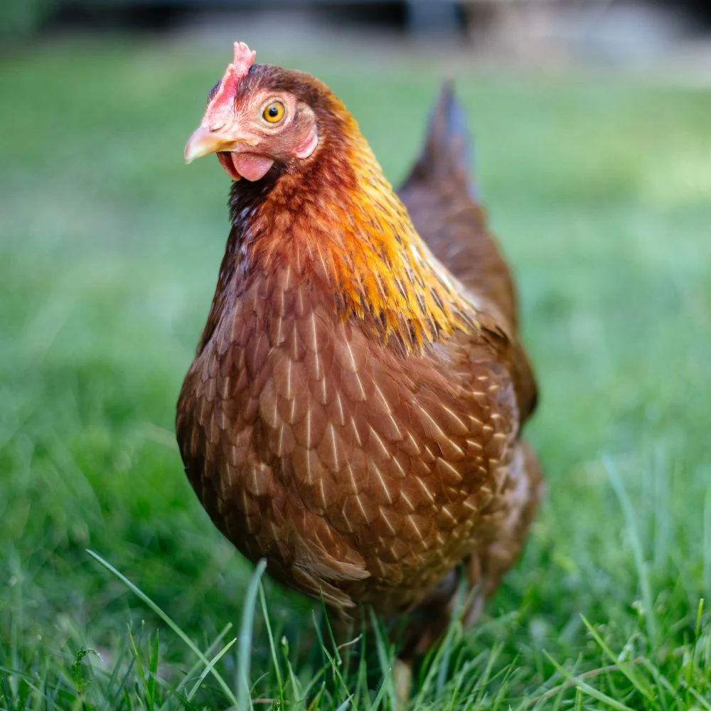 Baby Chicks: Welsummer - Buy Pet Shop