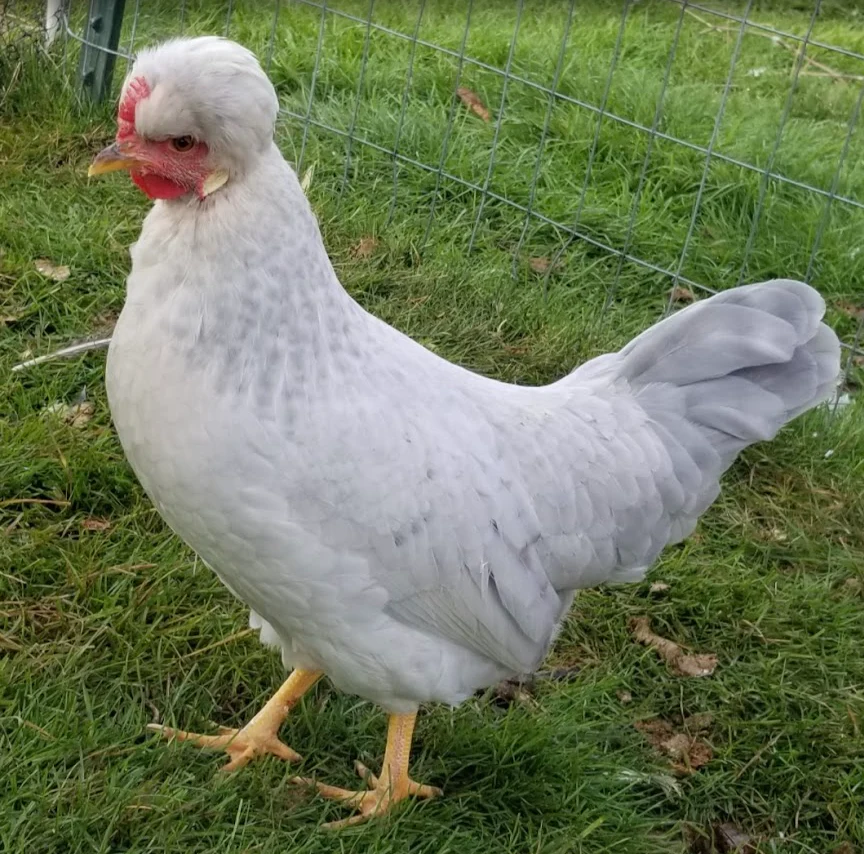 Baby Chicks: Opal Legbar - Buy Pet Shop