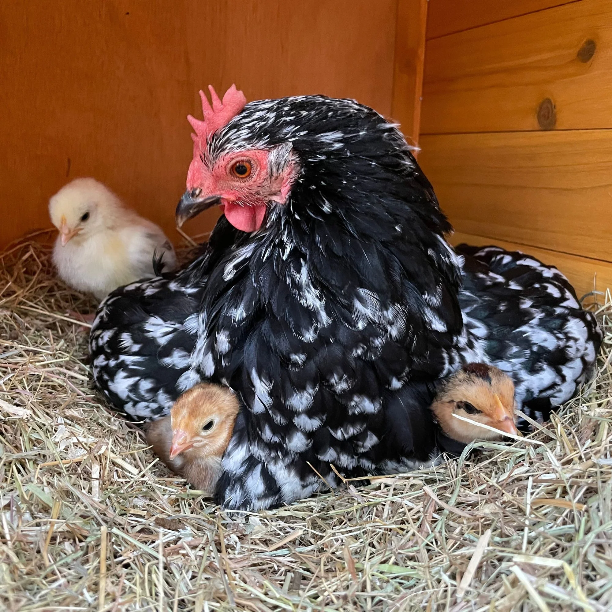 Baby Chicks: Mottled Cochin Bantam - Buy Pet Shop