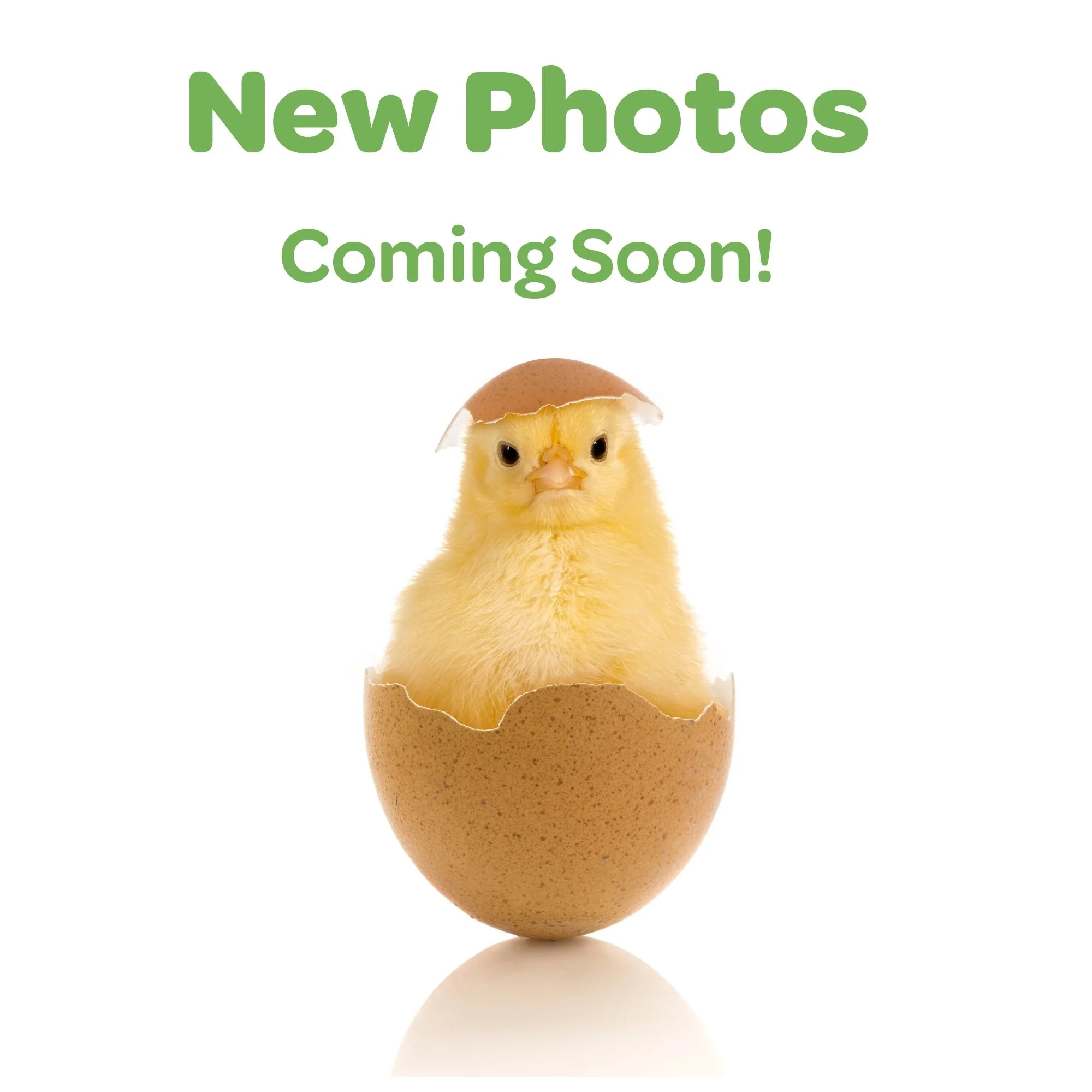 Baby Chicks: Blue/Black/Splash Partridge Leghorn - Buy Pet Shop