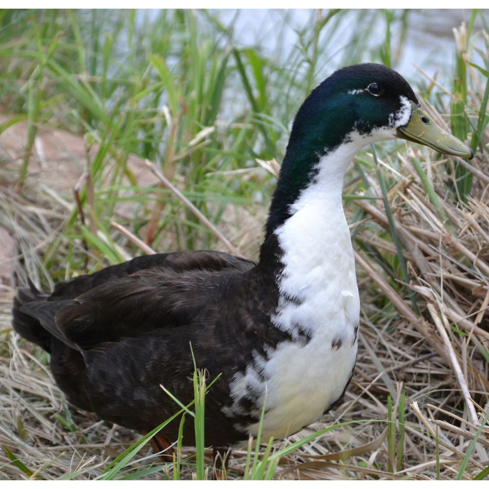 Hatching Eggs: Black Swedish Duck - Buy Pet Shop