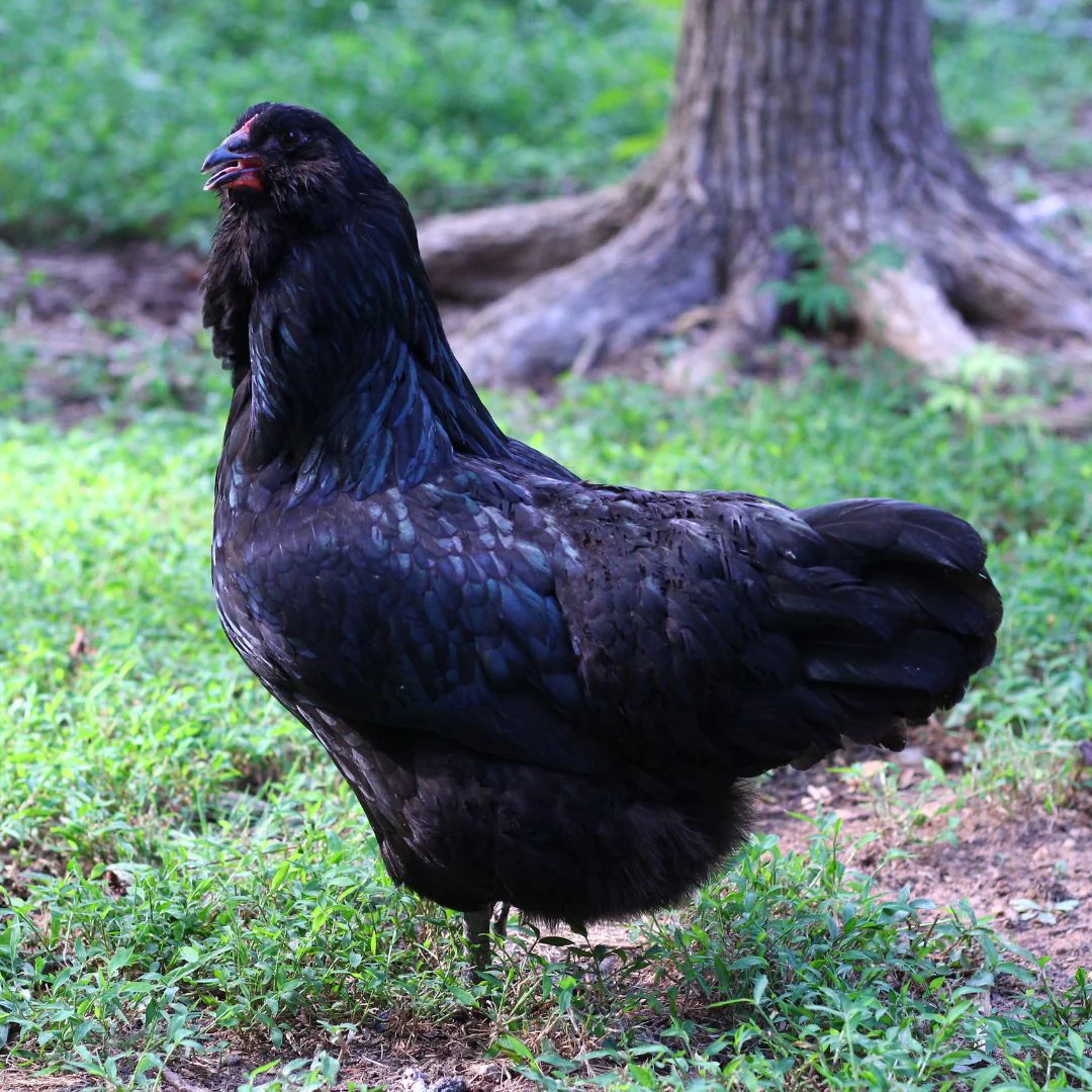 Baby Chicks: Black Ameraucana - Buy Pet Shop