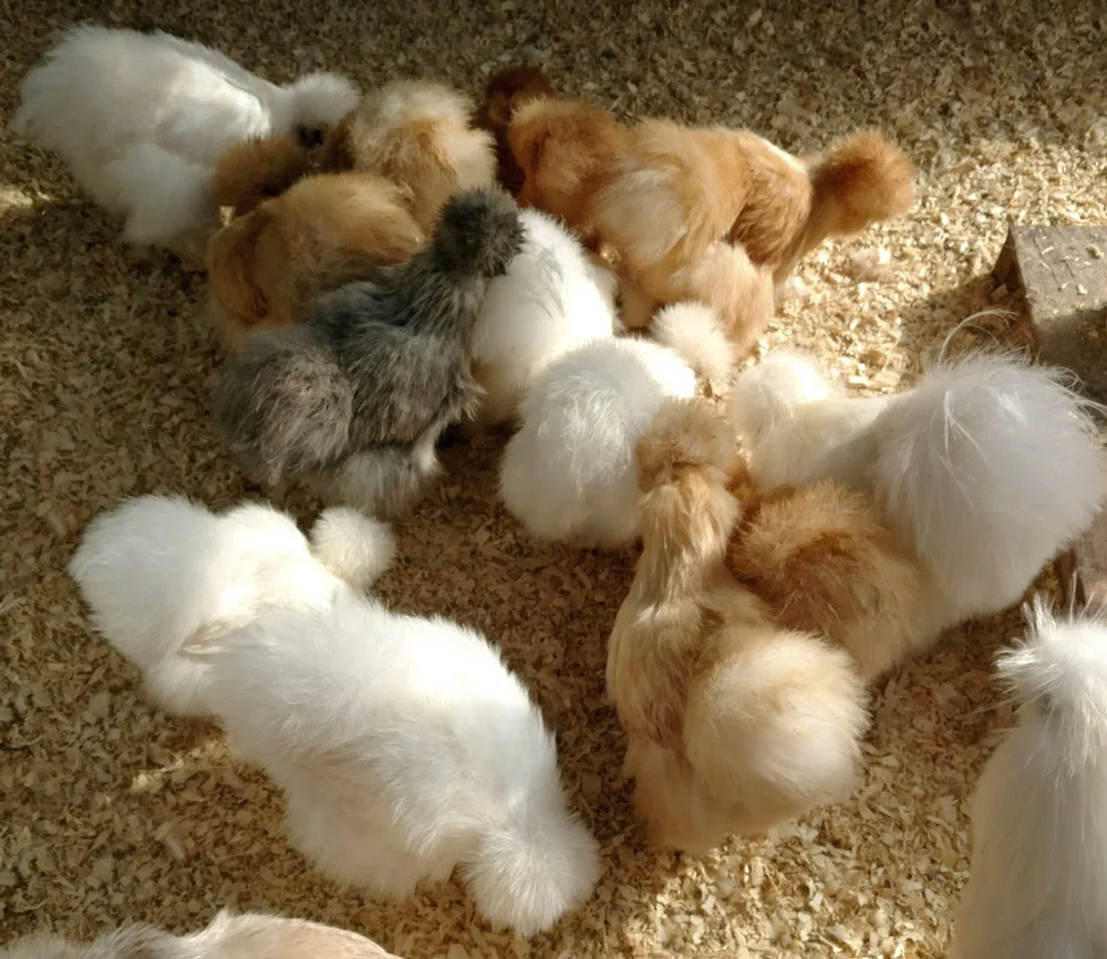 Hatching Eggs: Assorted Show Quality Silkies, Feathered Friends Location - Buy Pet Shop