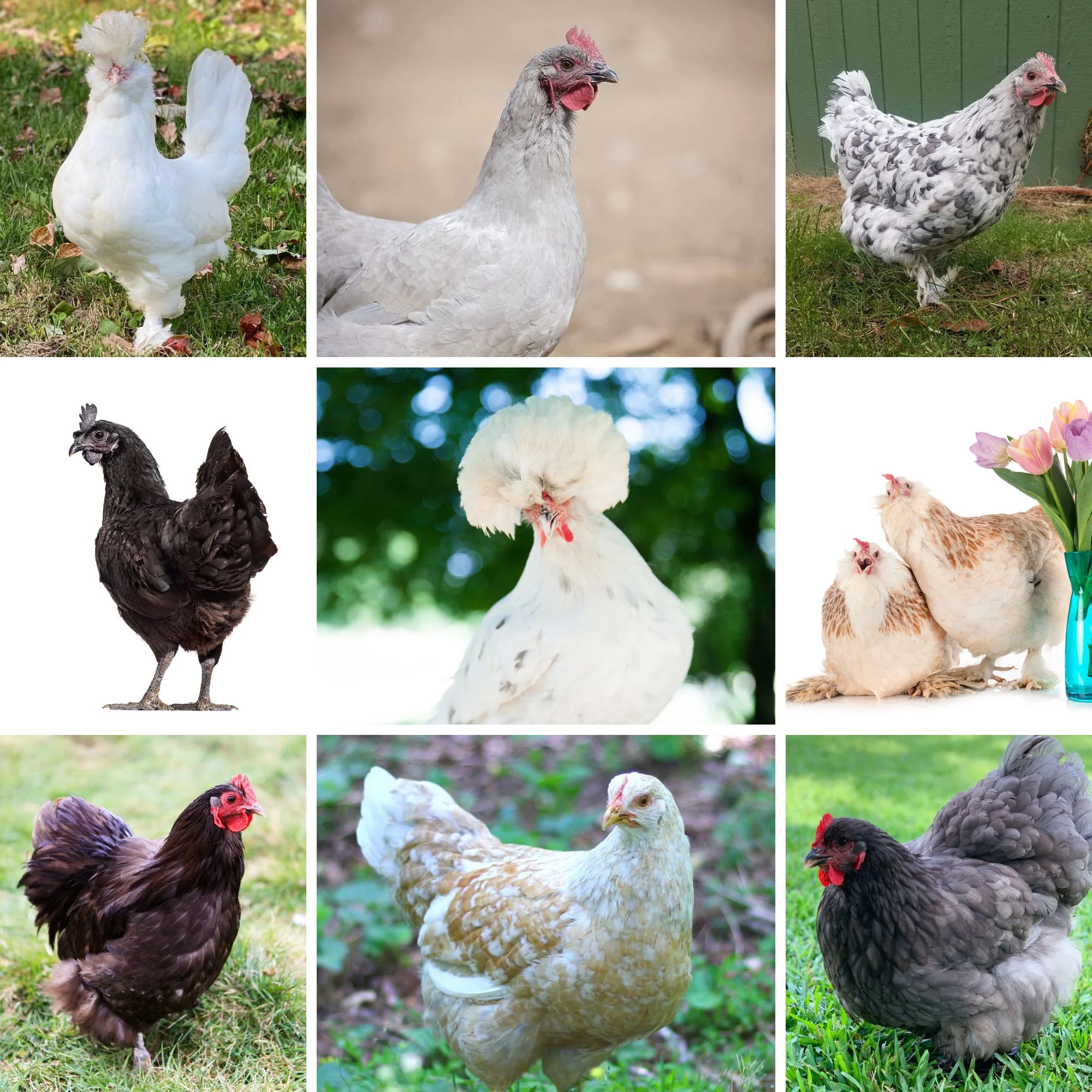 Mystery Chick from Our Rare Breed Assortment - Buy Pet Shop