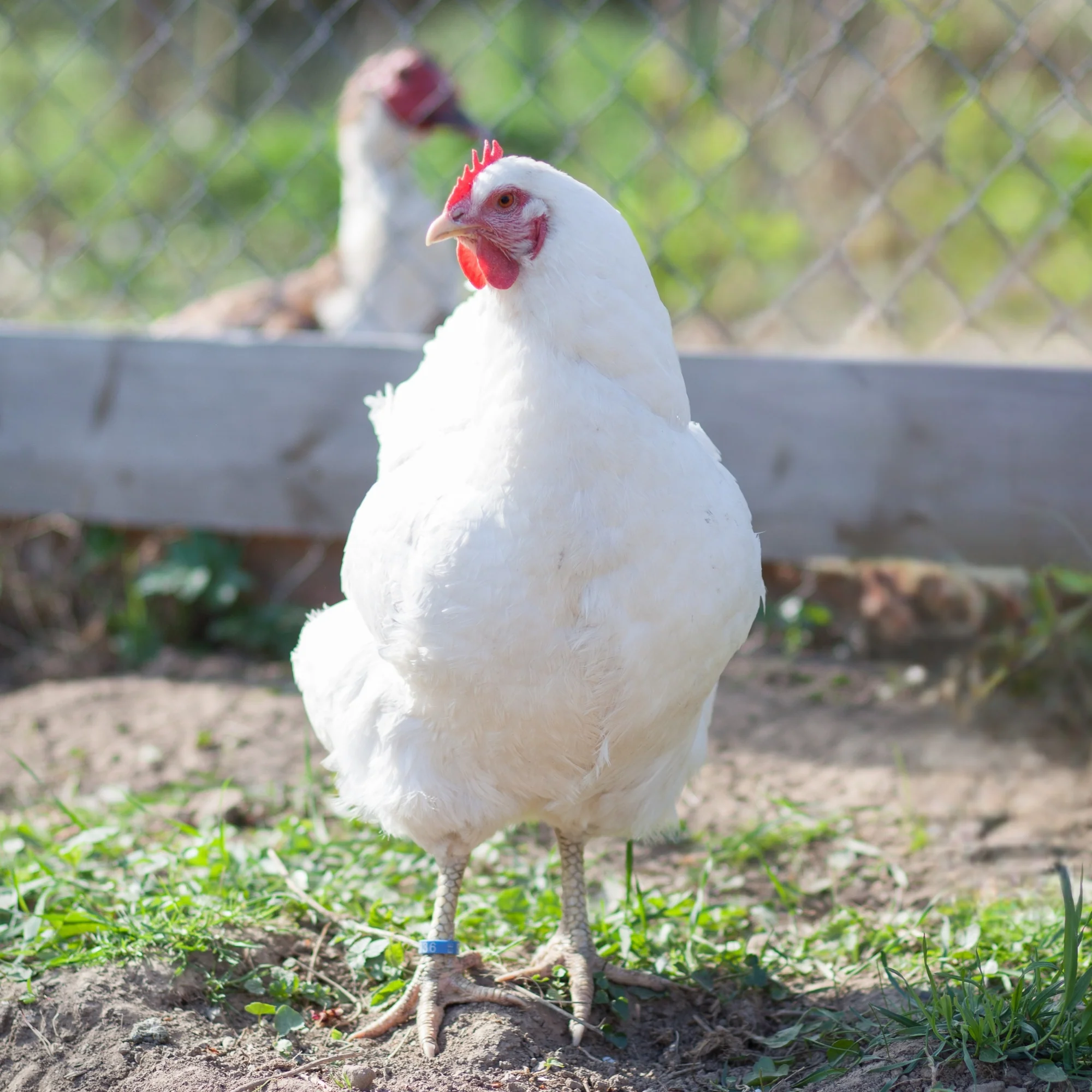 Pullet: White Plymouth Rock, Shipping Week of - Buy Pet Shop