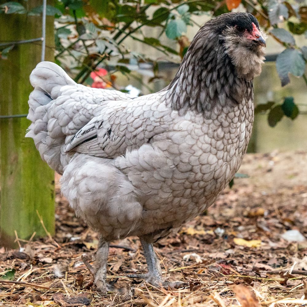 Pullet: Blue/Black Favaucana, Shipping Week of - Buy Pet Shop