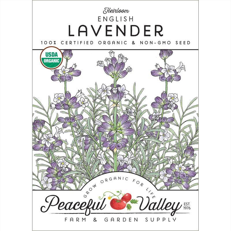 English-Vera Lavender Seeds (Organic) - Buy Pet Shop