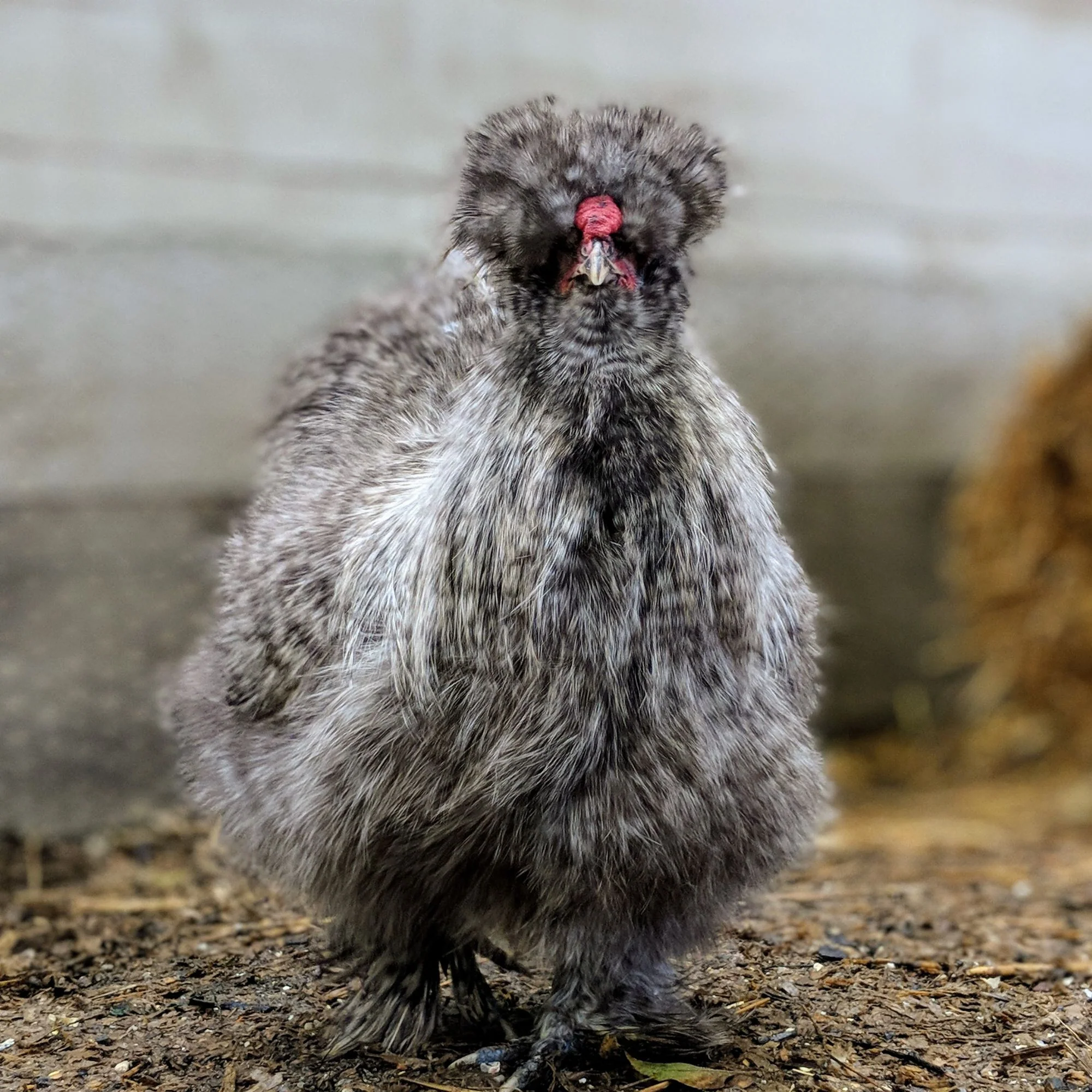Baby Chicks: Cuckoo Silkie Bantam - Buy Pet Shop