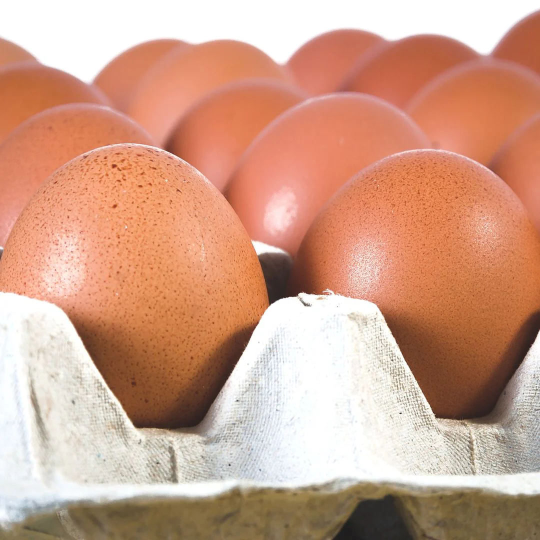 Pullet: Double-Laced Barnevelder, Shipping Week of - Buy Pet Shop