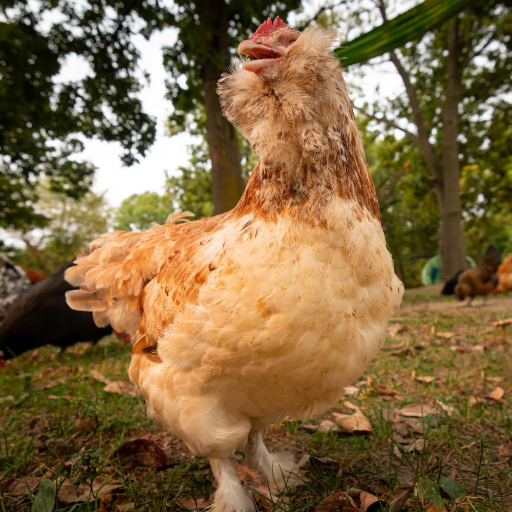 Baby Chicks: Salmon Faverolles - Buy Pet Shop