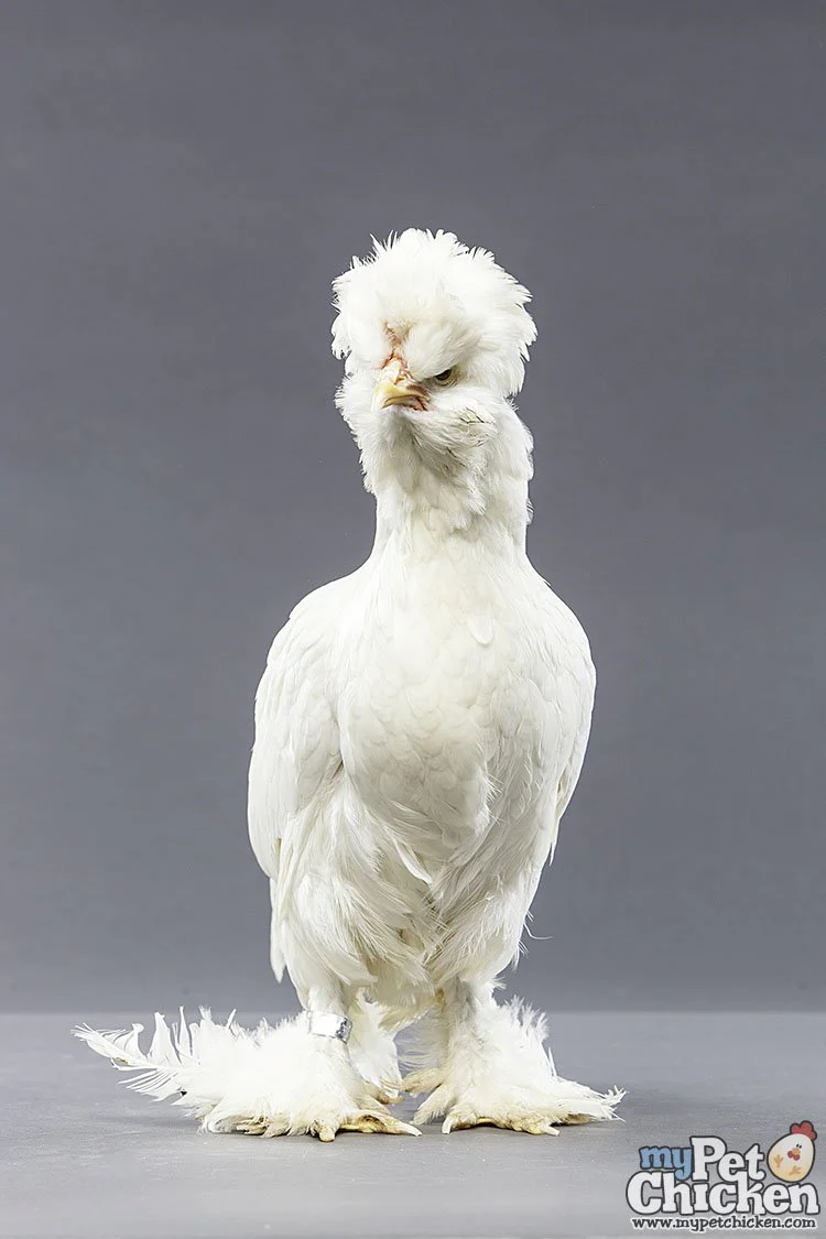 Baby Chicks: White Sultan - Buy Pet Shop