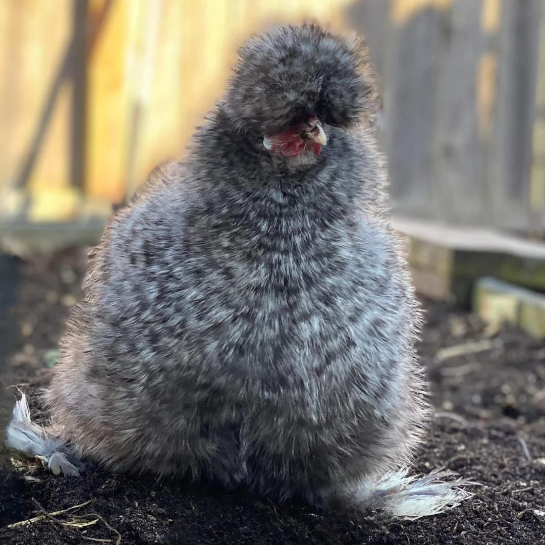 Baby Chicks: Cuckoo Silkie Bantam - Buy Pet Shop