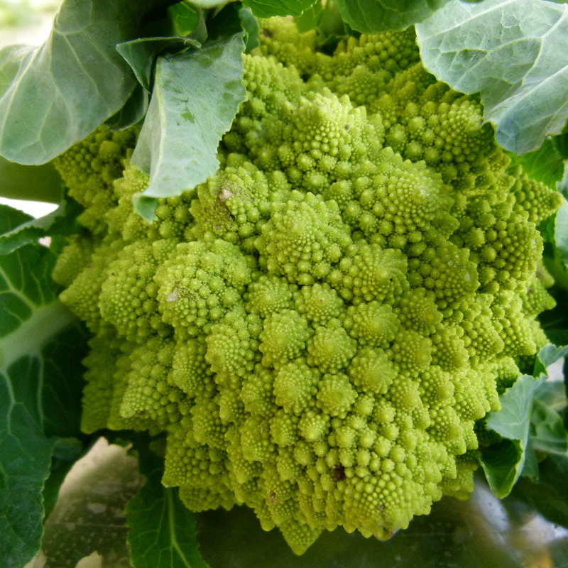 Romanesco Broccoli Seeds (Organic) - Buy Pet Shop