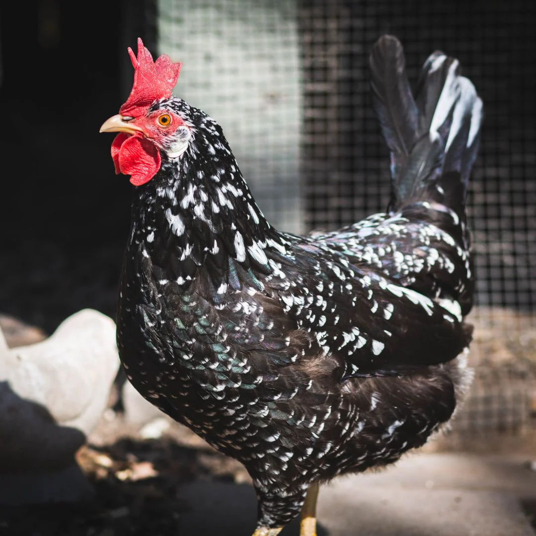 Baby Chicks: Ancona - Buy Pet Shop