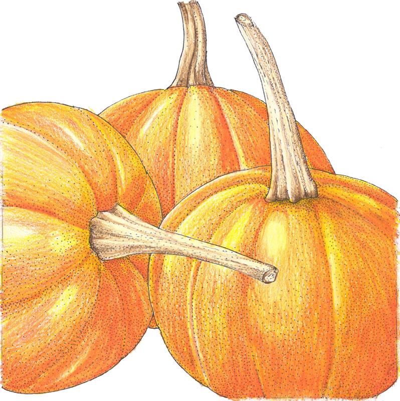 Small Sugar Pumpkin Seeds (Organic) - Buy Pet Shop