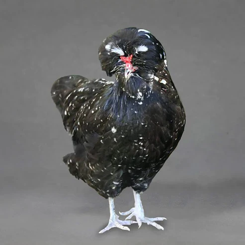 Pullet: Mottled Houdan, Shipping Week of - Buy Pet Shop