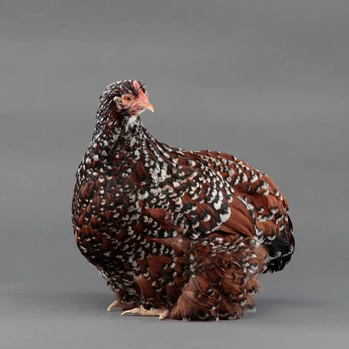 Pullet: Jubilee Orpington - Buy Pet Shop