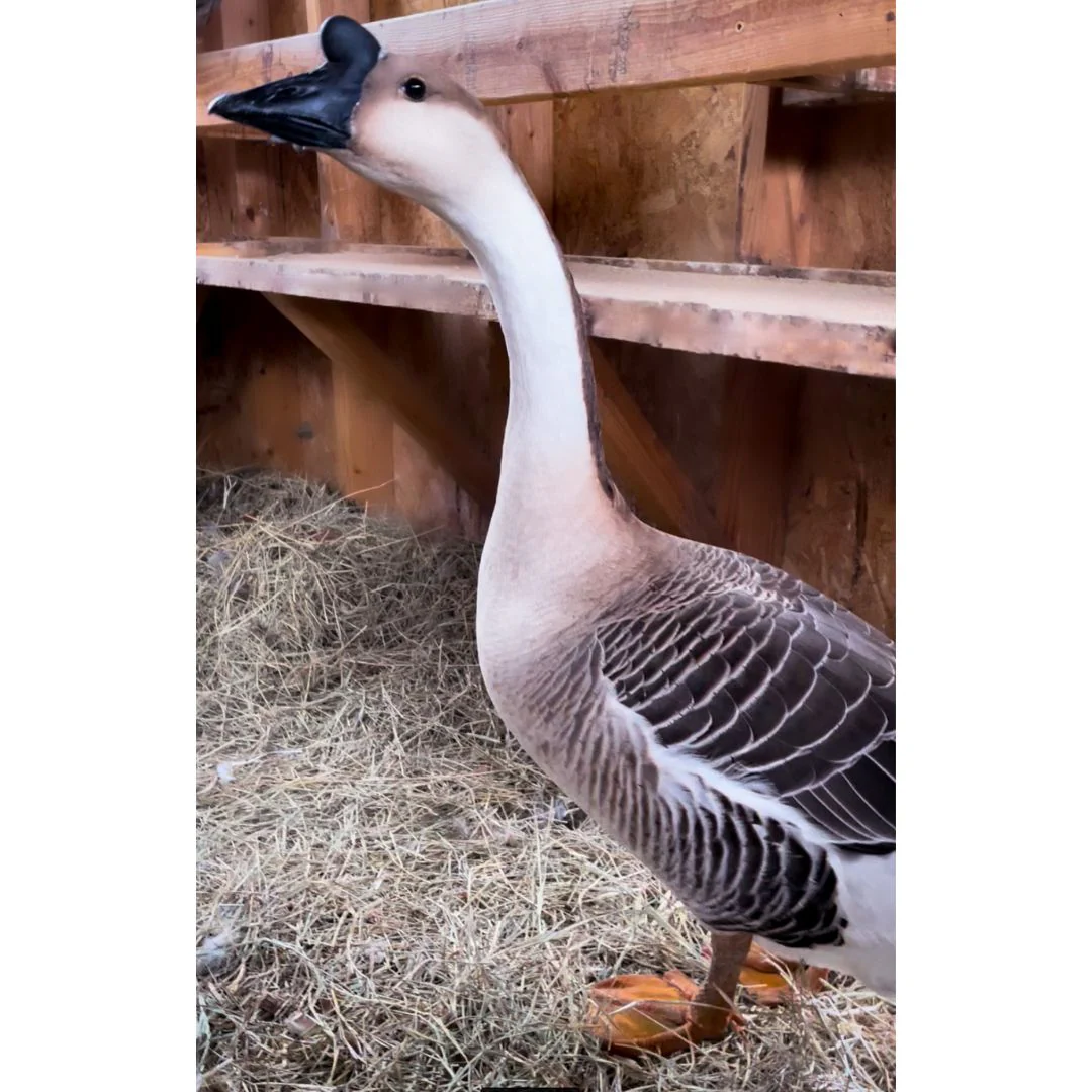 Goslings: Brown Chinese - Buy Pet Shop