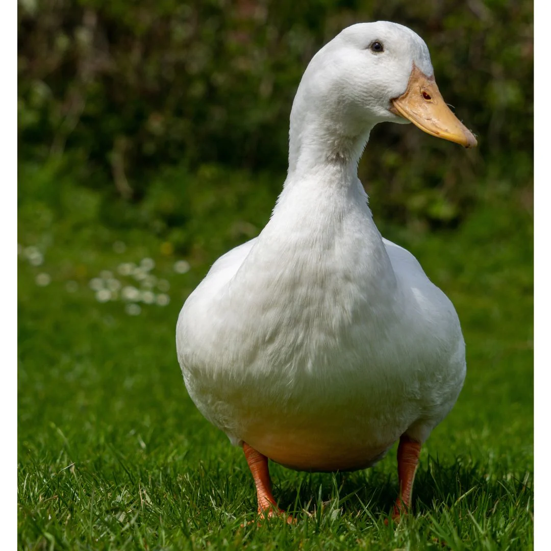 Hatching Eggs: Jumbo Pekin Duck - Buy Pet Shop
