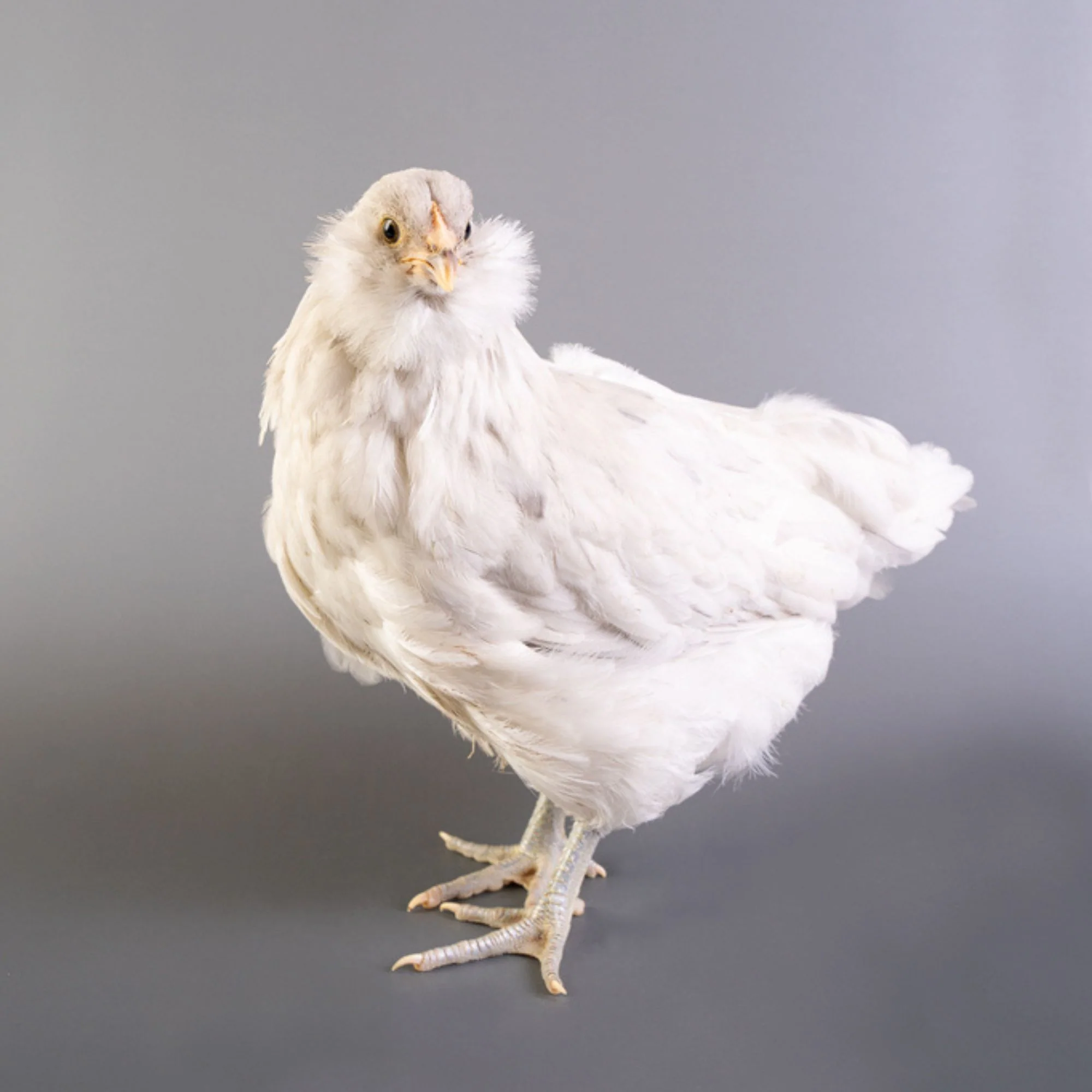 Pullet: Blue Splash Ameraucana, Shipping Week of - Buy Pet Shop