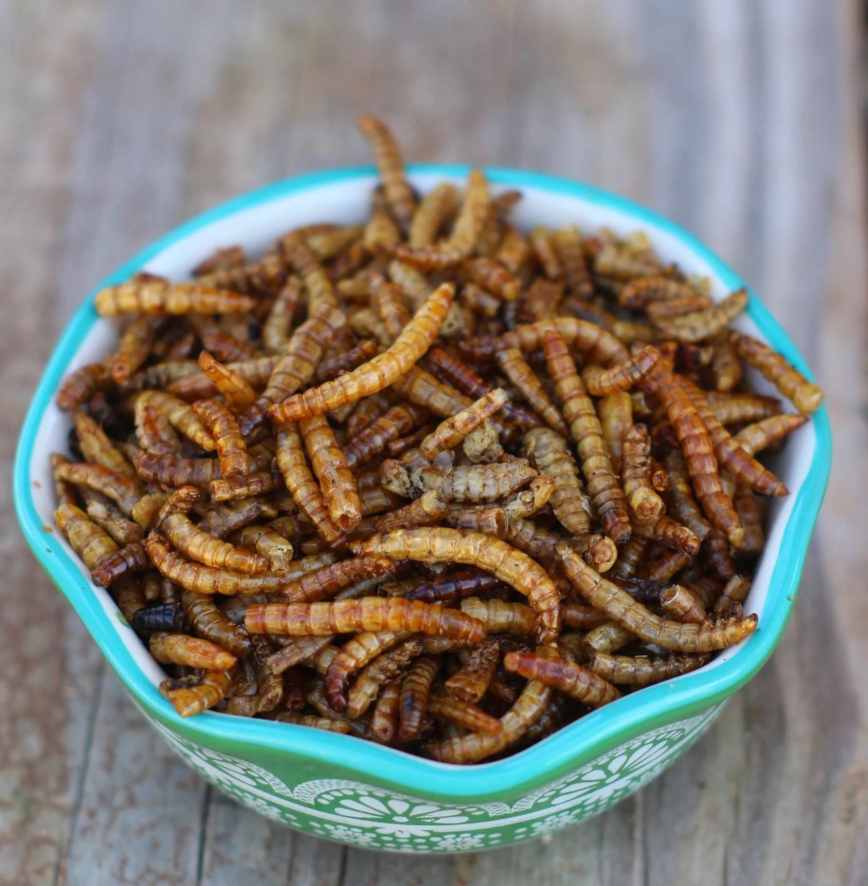 USA Mealworms -- LoveBugs For Hens (TM) - Buy Pet Shop