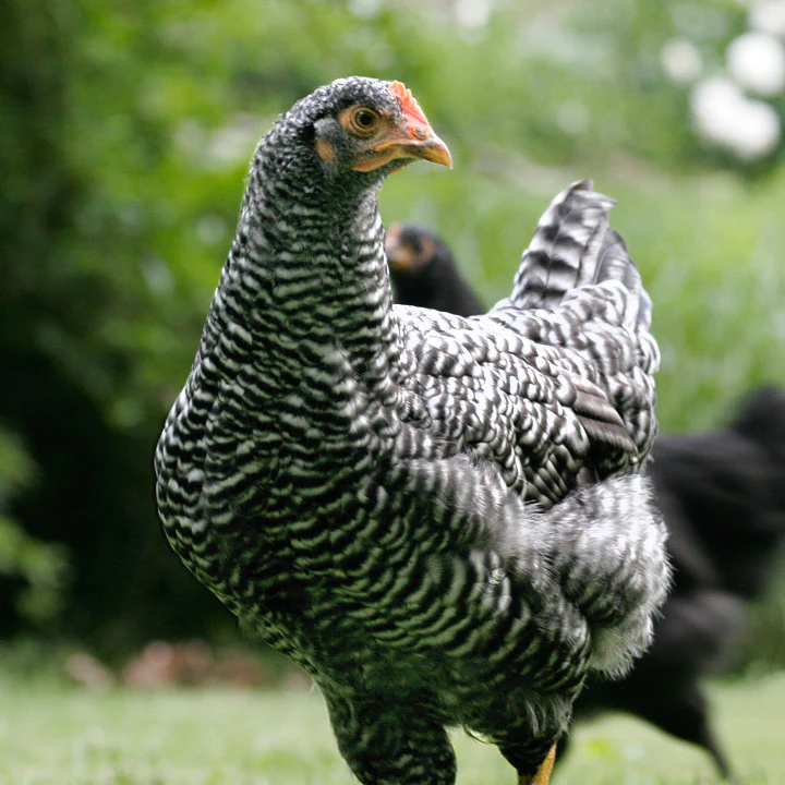 Pullet: Barred Plymouth Rock, Shipping Week of - Buy Pet Shop