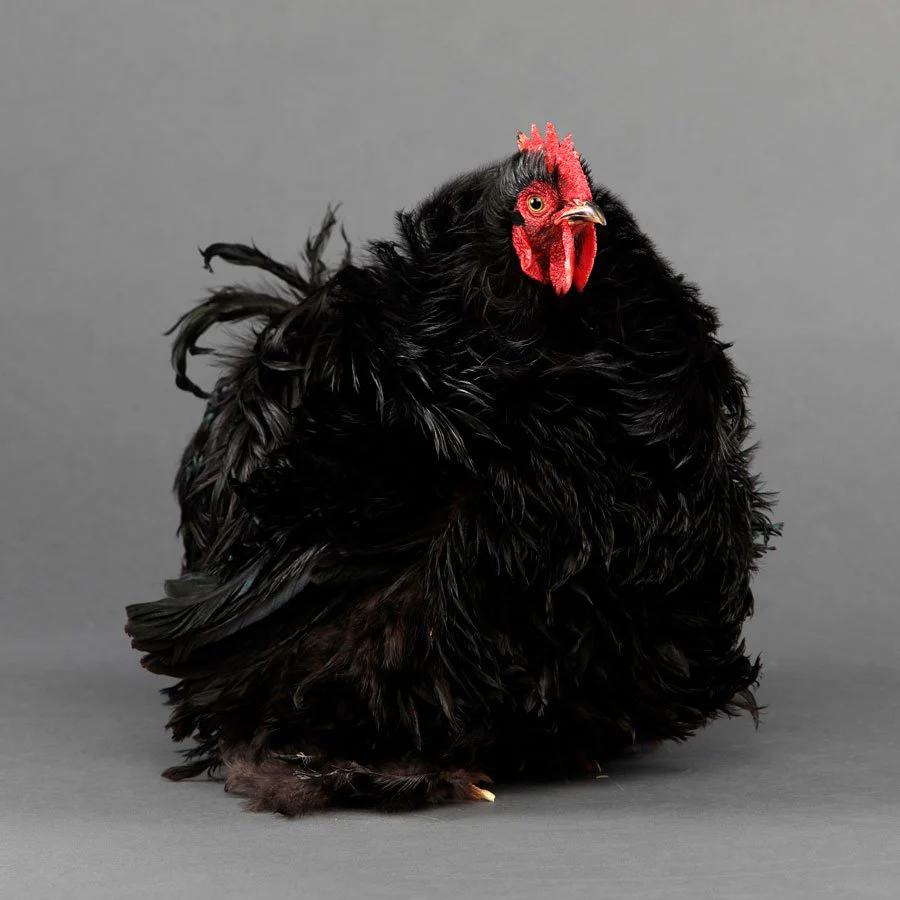 Pullet: Black Frizzle Cochin Bantam, Shipping Week of - Buy Pet Shop