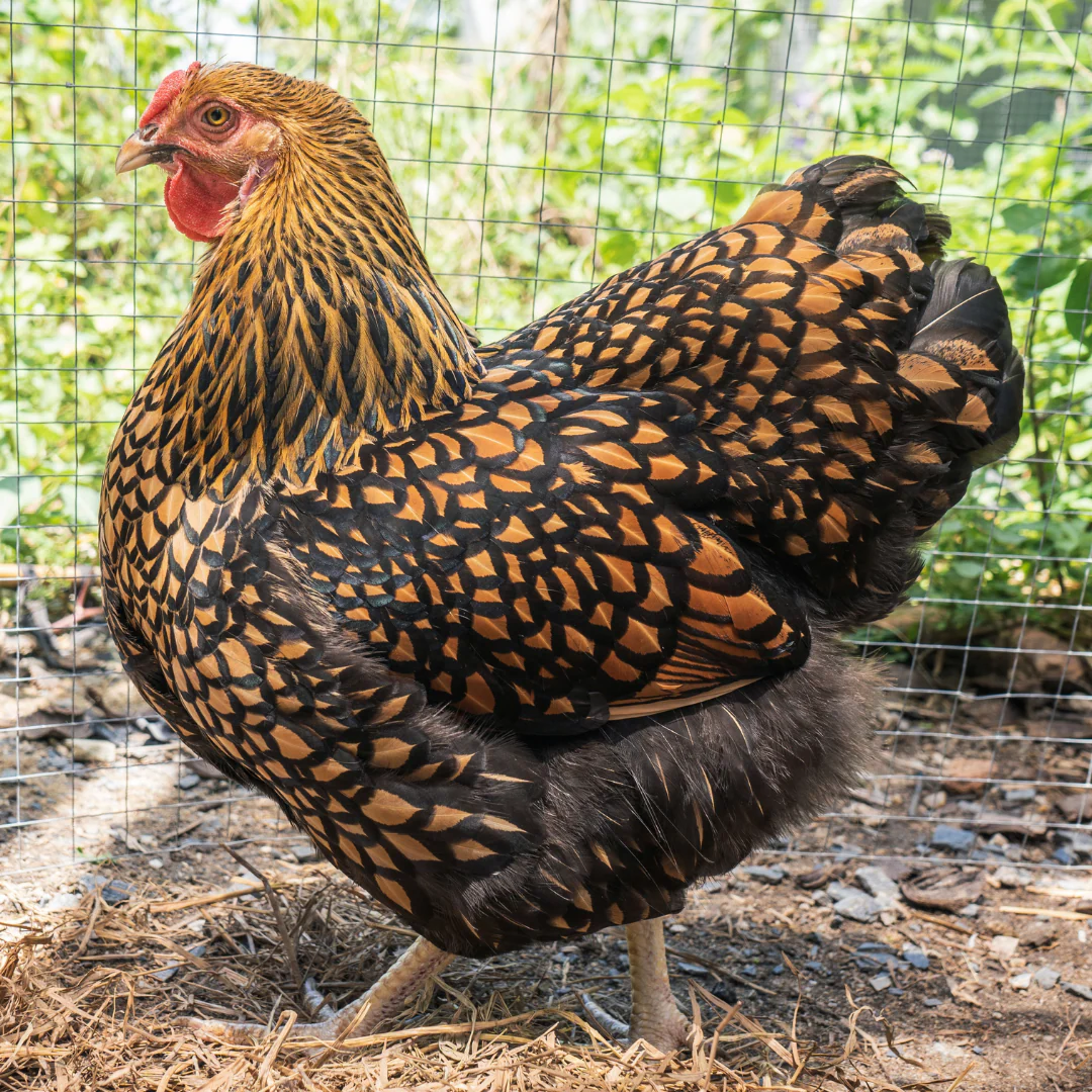 Pullet: Golden Laced Wyandotte, Shipping Week of - Buy Pet Shop