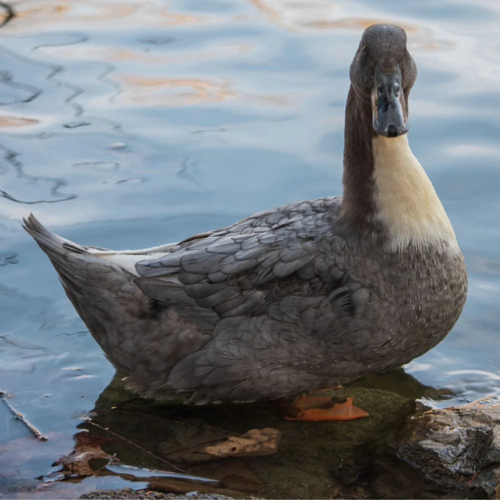 Hatching Eggs: Blue Swedish Duck - Buy Pet Shop