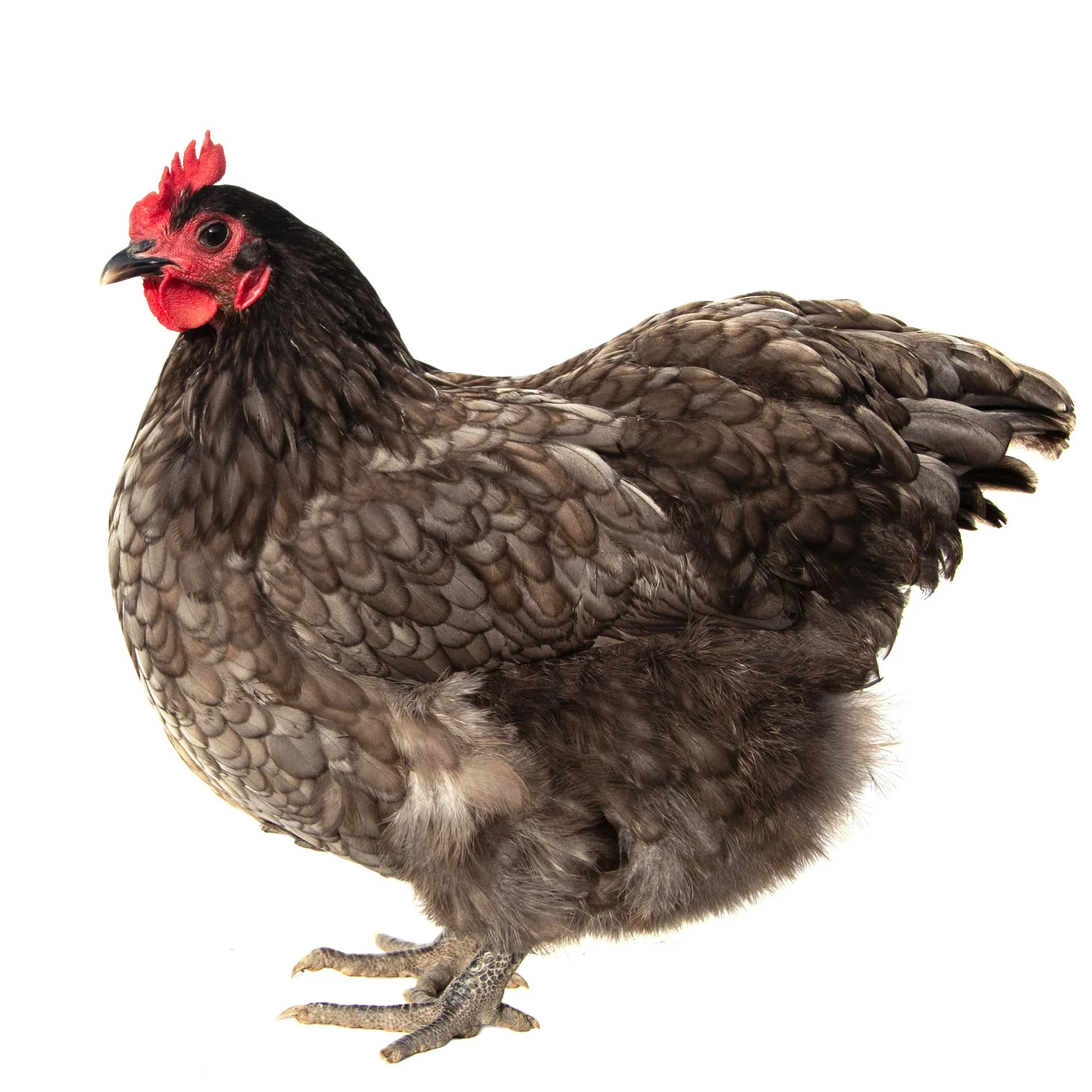 Pullet: Blue/Black/Splash Orpington, Shipping Week of - Buy Pet Shop