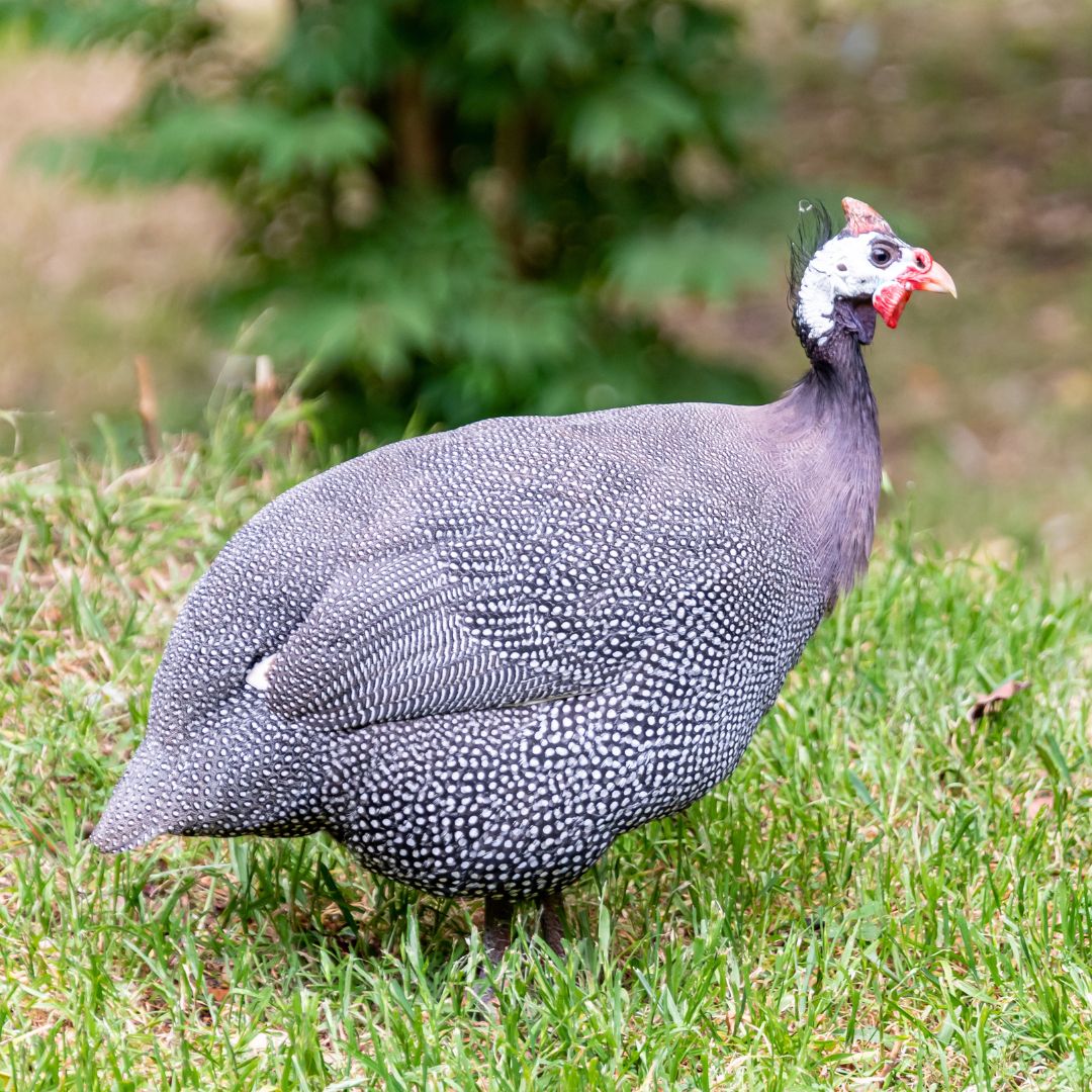 Pearl Guinea Fowl - Buy Pet Shop