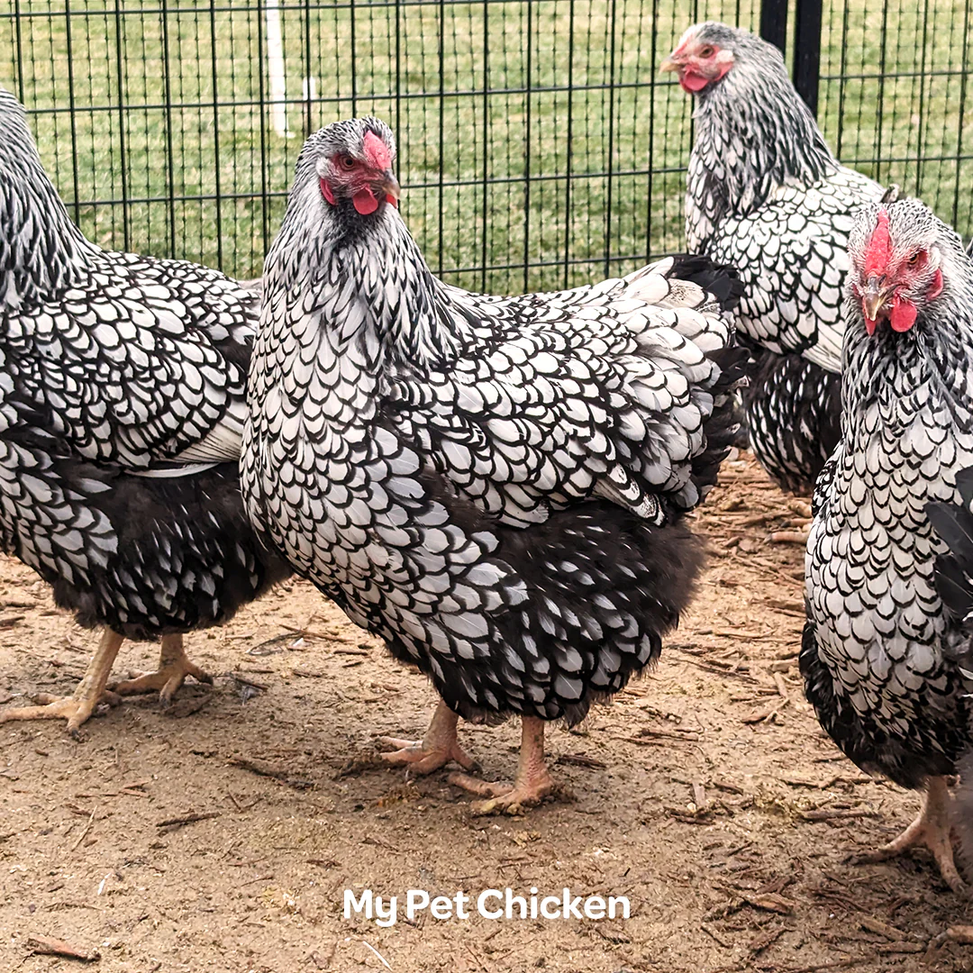 Hatching Eggs: Heritage Silver Laced Wyandotte, Backyard Bunch Location - Buy Pet Shop